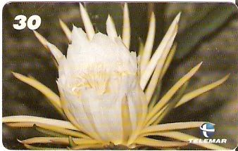 RJ-0778 - Dama da Noite I1 - 1