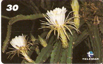 RJ-0780 - Dama da Noite - 2