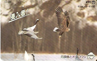 JAP-431-801