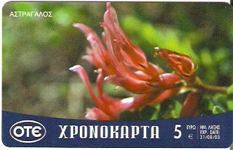 GRE-Pxr066 - Flor - Astragalos