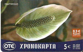 GRE-Pxr070 - Flor - Platifilo