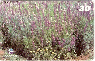 RJ-1078 - Primavera - 2/4