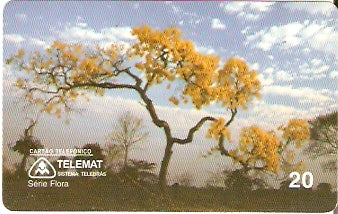 MT-036 - Ipê Amarelo