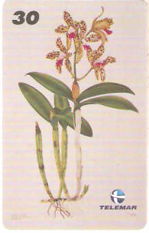RJ-0775M - Cattleya Guttata - I1