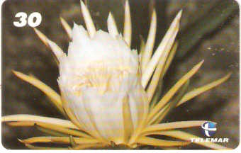 RJ-0778M - Dama da Noite I1 - 1