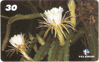 RJ-0780M - Dama da Noite - 2