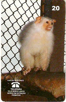 PA-051 - Macaco-Chuim