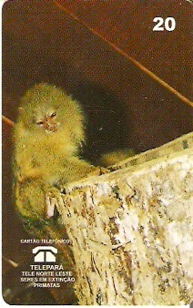 PA-052M - Macaco Leãozinho