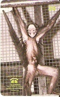 PA-054 - Macaco Aranha