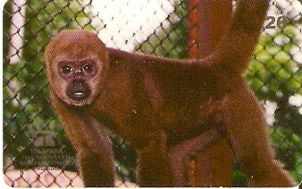 PA-056M - Macaco Barrigudo