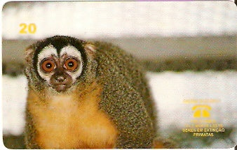 PA-059M - Macaco-da-Noite