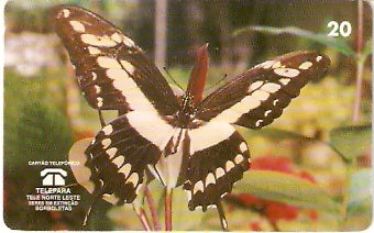 PA-073M - Heraclides Thoas
