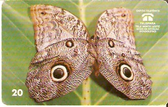 PA-068 - Caligo Eurilochus