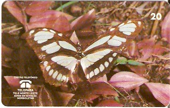 PA-071 - Philaethria Dido