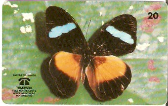 PA-072 - Nessaea Obrina