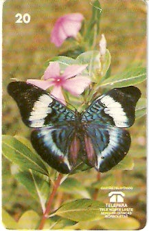 PA-075 - Panacea Regina