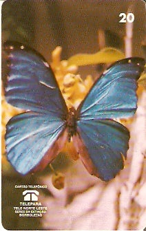 PA-076M - Morpho Menelaus