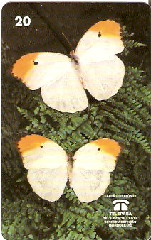 PA-077 - Anteos Menippe