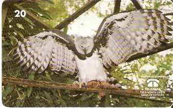 PA-082 - Gavião-Real - B2