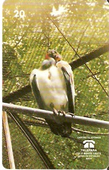 PA-081 - Urubu-Rei - B2