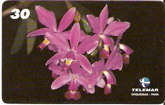 PA-085 - Orquídeas - 02/11