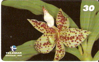 PA-086M - Orquídeas - 03/11