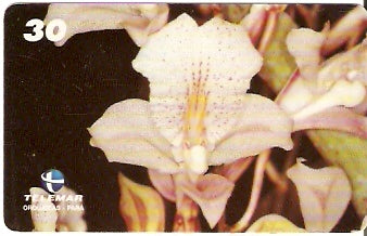 PA-088 - Orquídeas - 05/11
