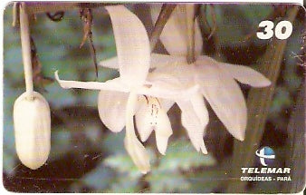 PA-089M - Orquídeas - 06/11