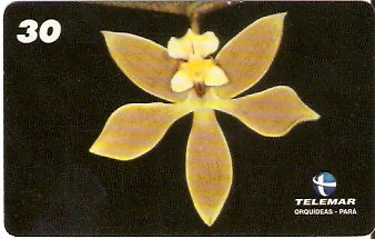 PA-092M - Orquídeas - 09/11