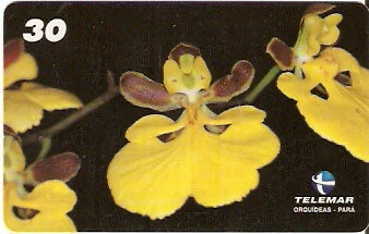 PA-093M - Orquídeas - 10/11