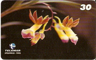 PA-094M - Orquídeas - 11/11