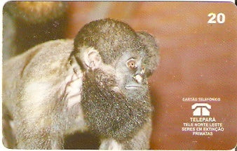 PA-060 - Macaco Cuxiú