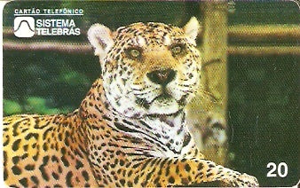 AM-012 - Onça Pintada