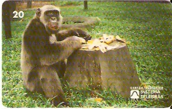 RJ-0103 - Macaco Tião B1