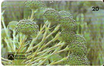 RJ-0154 - Pq Nacional de Itatiaia 2