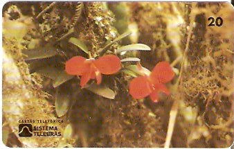 RJ-0155 - Pq Nacional de Itatiaia 3