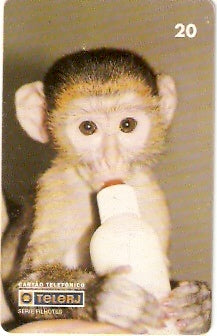 RJ-0211 - Filhotes - 3/4