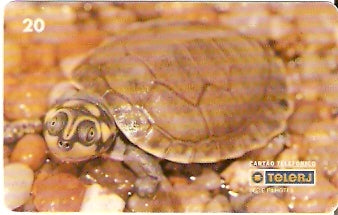 RJ-0209 - Filhotes - 1/4