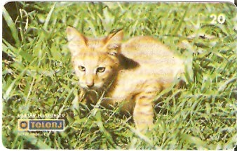 RJ-0210 - Filhotes - 2/4