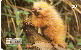 RJ-0212 - Filhotes - 4/4