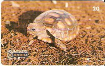 RJ-0218 - Répteis - 4/4