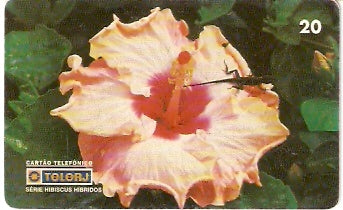 RJ-0464 - Hibiscus B1 - 14/20