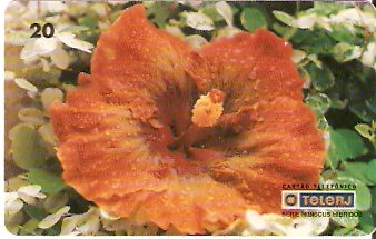 RJ-0461 - Hibiscus - 11/20
