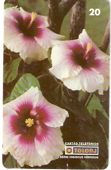 RJ-0476 - Hibiscus B1 - 20/20