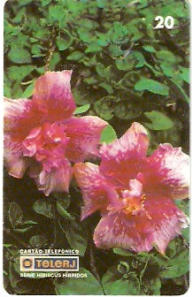 RJ-0474 - Hibiscus B1 - 19/20