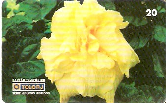 RJ-0466 - Hibiscus B1 - 15/20