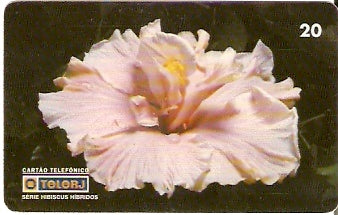 RJ-0472 - Hibiscus B1 - 18/20