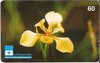 GO-110 - Orquídea