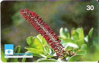 GO-146 - Ficus