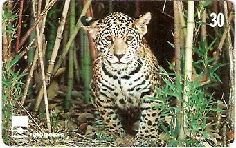 GO-166 - Onça Pintada